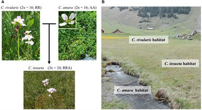 A Recently Formed Triploid Cardamine insueta Inherits Leaf Vivipary and Submergence Tolerance Traits of Parents